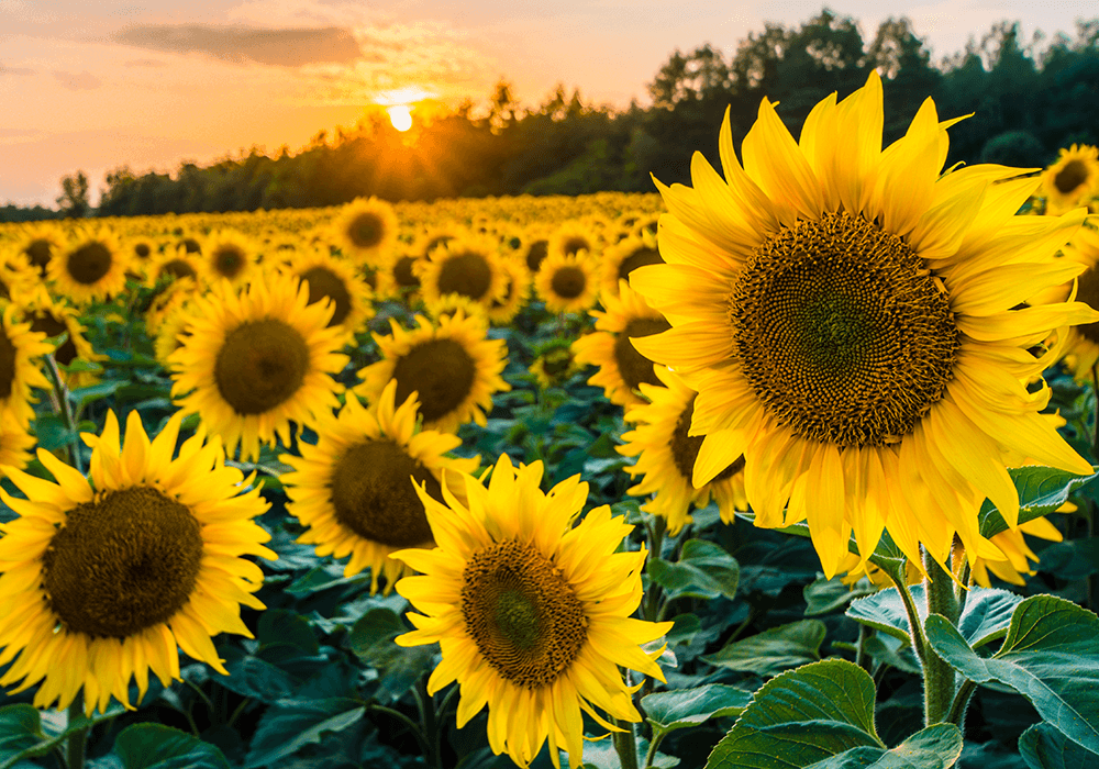 Die Vorteile von Bio-Sonnenblumenprotein im Überblick